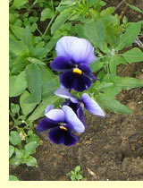  ,    (Viola tricolor L)
